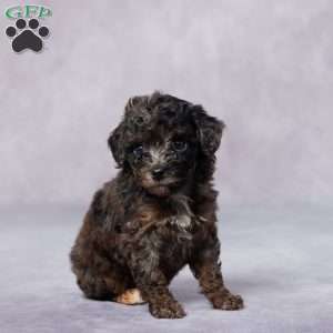 Ruby, Toy Poodle Puppy